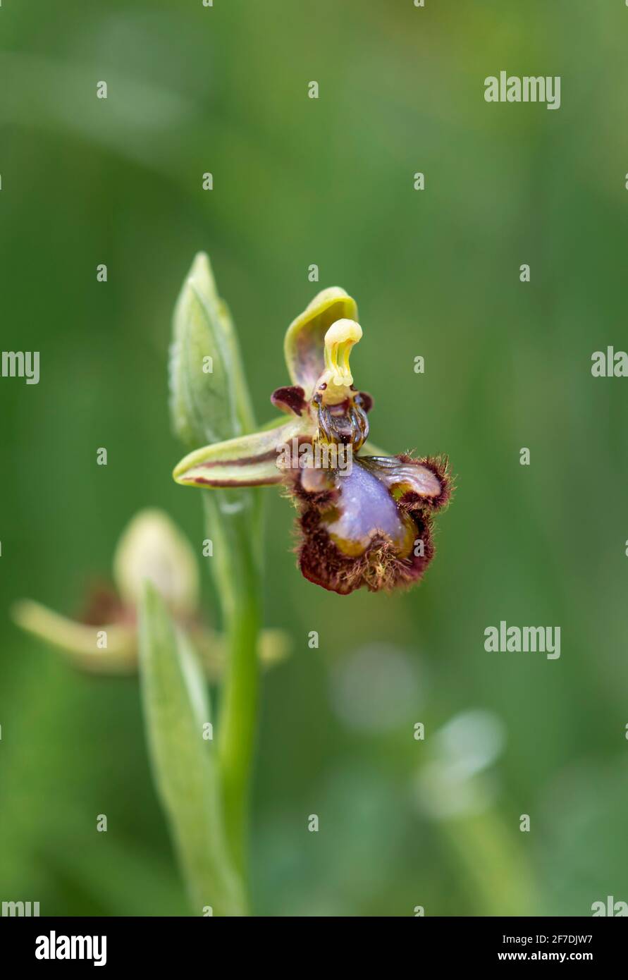 Specchio orchid, Ophrys speculum, Andalusia, Spagna meridionale. Foto Stock