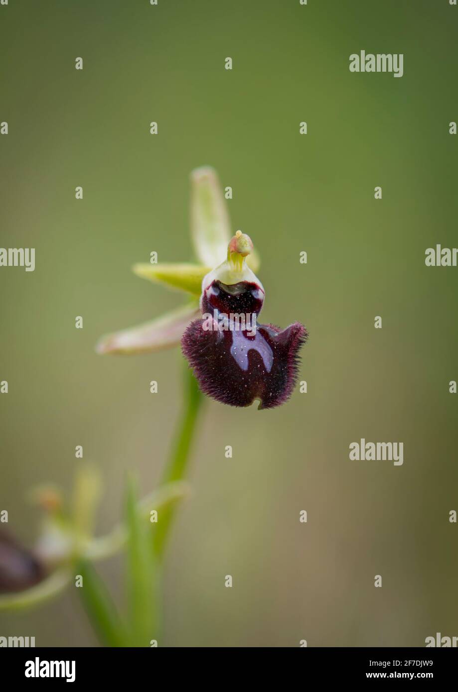 Ophrys incubacea, Ophrys sphegodes subsp. Atrata, orchidea mediterranea selvaggia, Andalusia, Spagna. Foto Stock