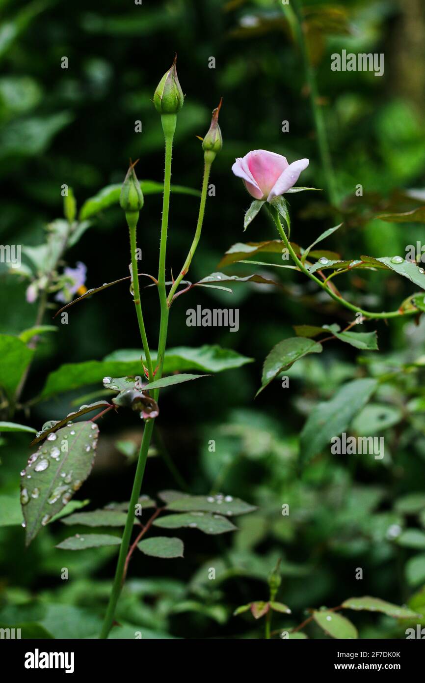 Rosa Rosa fiore con gocce di pioggia su sfondo foglie di rosa. Fiori di rose che crescono all'aperto. Spazio di copia. Foto Stock