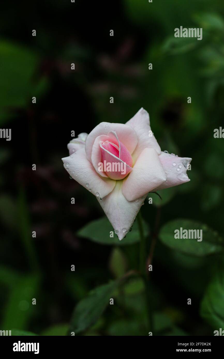 Rosa Rosa fiore con gocce di pioggia su sfondo foglie di rosa. Fiori di rose che crescono all'aperto. Spazio di copia. Foto Stock