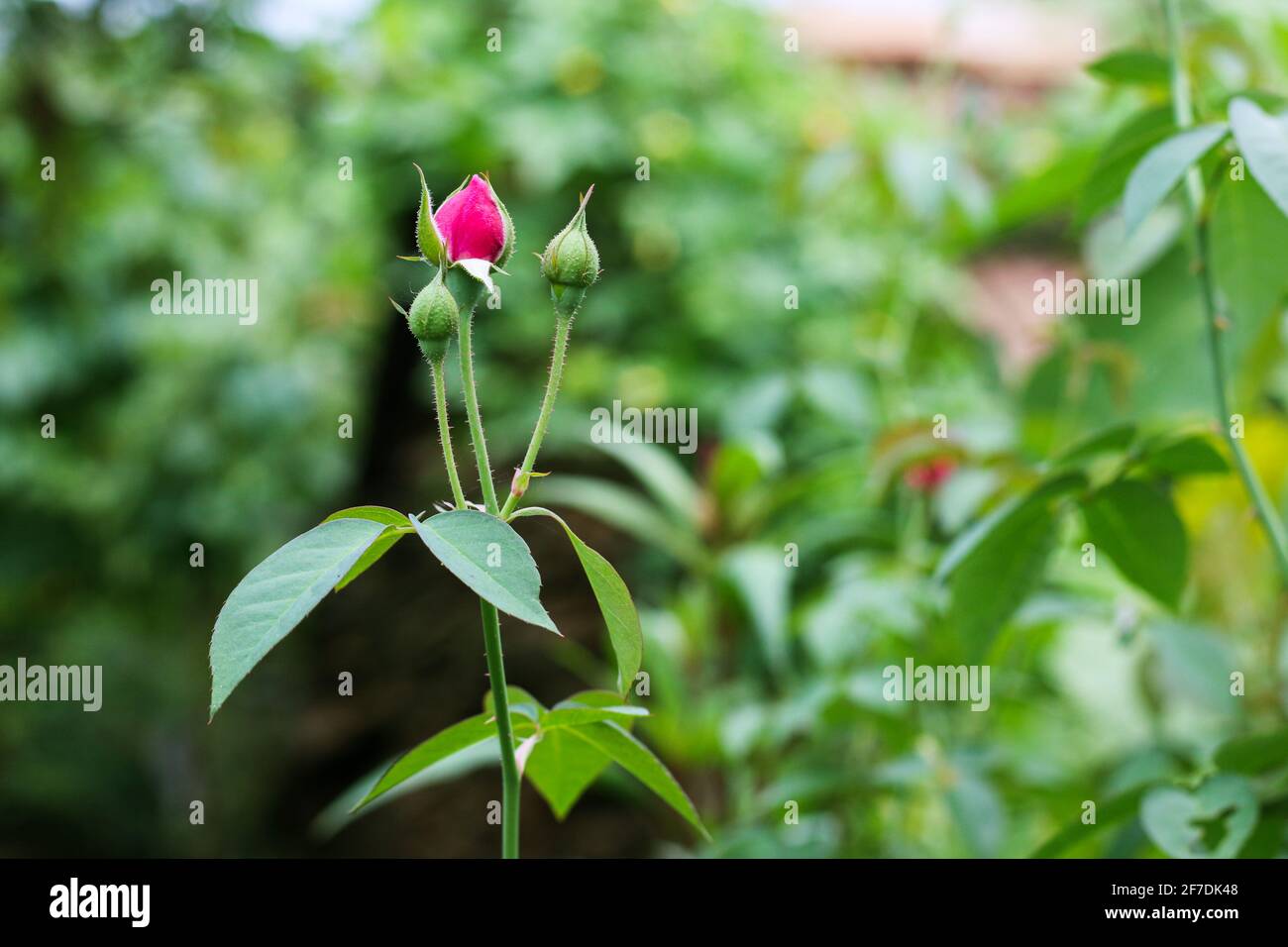 Foglie di rosa rossa con gocce di pioggia su foglie di rosa di fondo. Fiori di rose che crescono all'aperto. Spazio di copia. Foto Stock