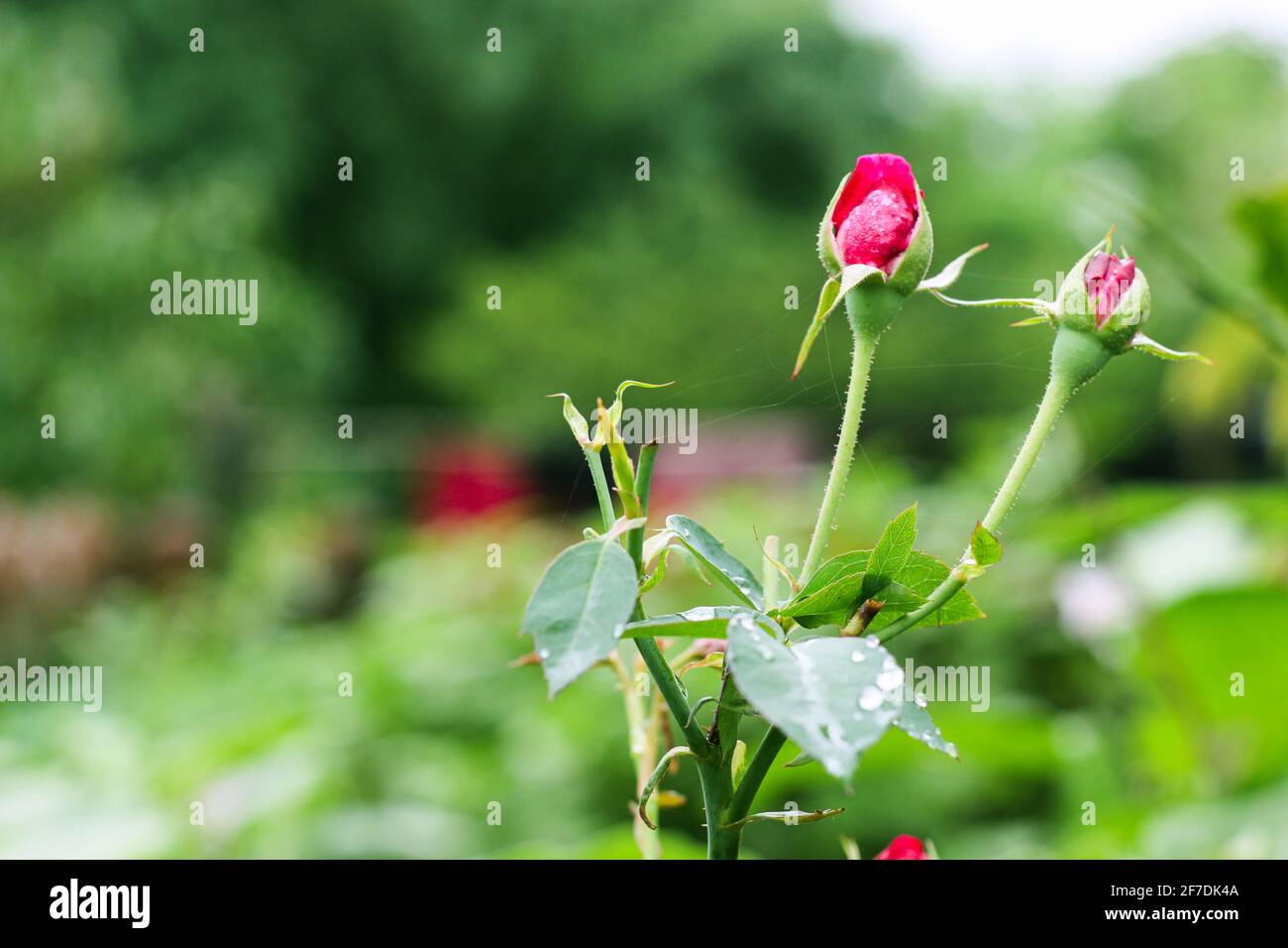 Foglie di rosa rossa con gocce di pioggia su foglie di rosa di fondo. Fiori di rose che crescono all'aperto. Spazio di copia. Foto Stock