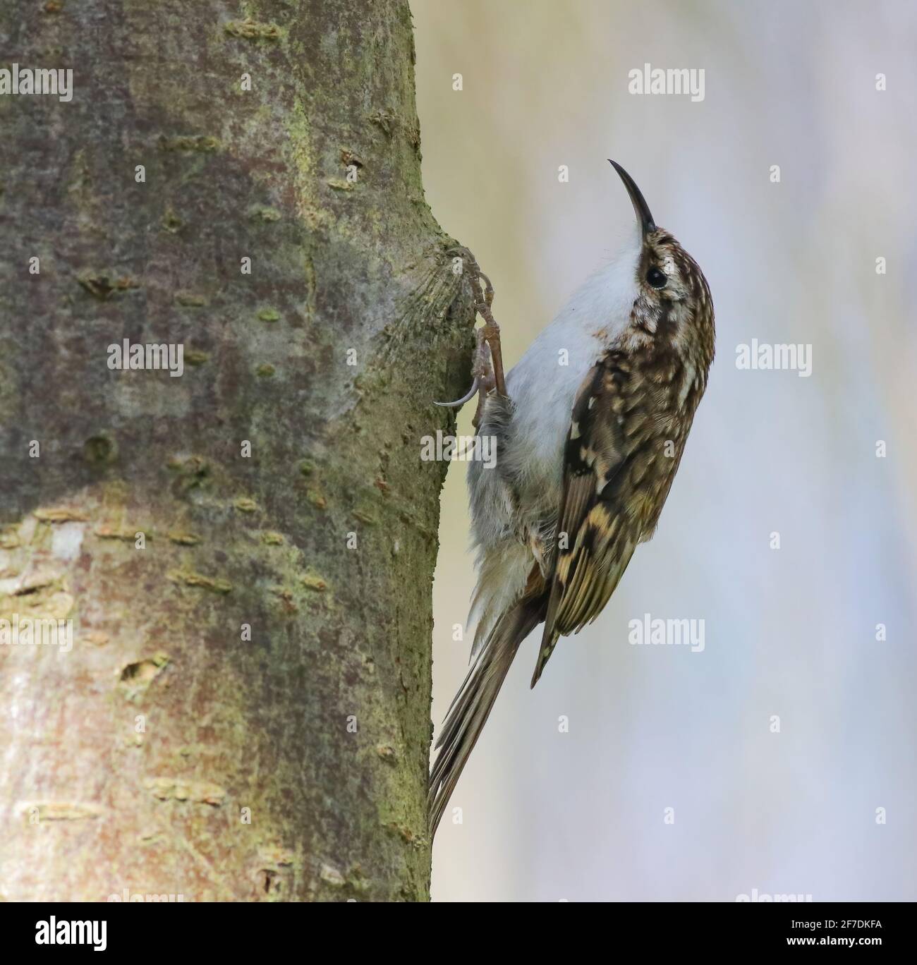 Treecreeper che si nutre di piccoli insetti in un albero da giardino Foto Stock