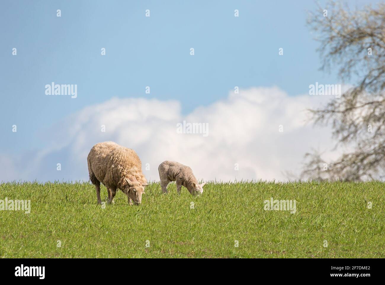 Pecora britannica: Pecora e agnello isolati all'aperto su erba collina pascolo in primavera sole. Allevamento britannico di ovini. Foto Stock