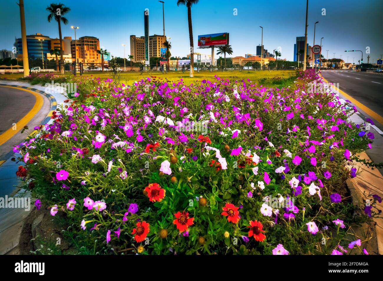 Bellissimi fiori su al Khobar Corniche Arabia Saudita. 02 aprile 2021. Foto Stock