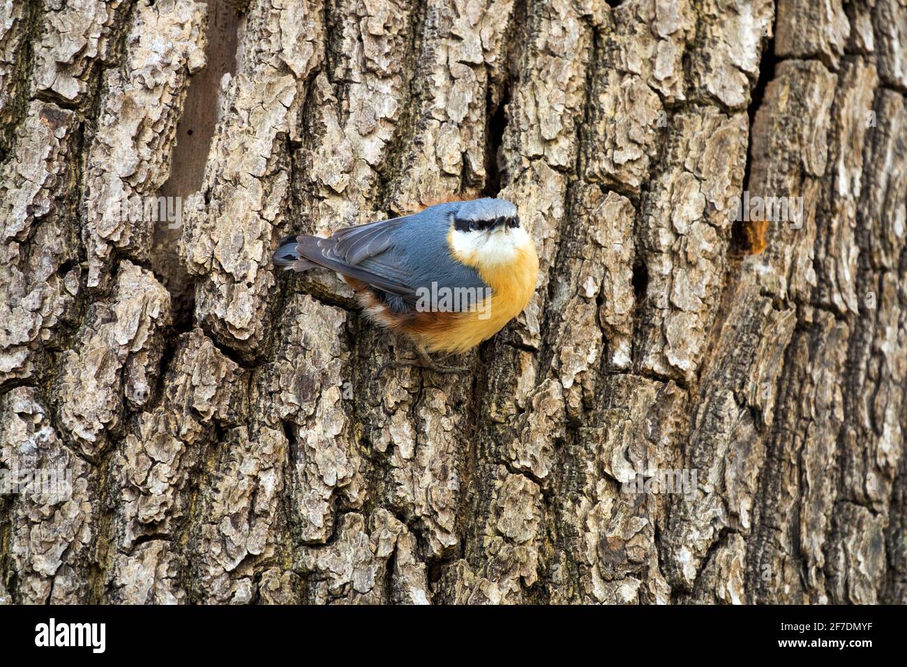 Nuthatch eurasiatico di uccello o di legno (sitta europaea) Sulla corteccia di albero di cenere Foto Stock