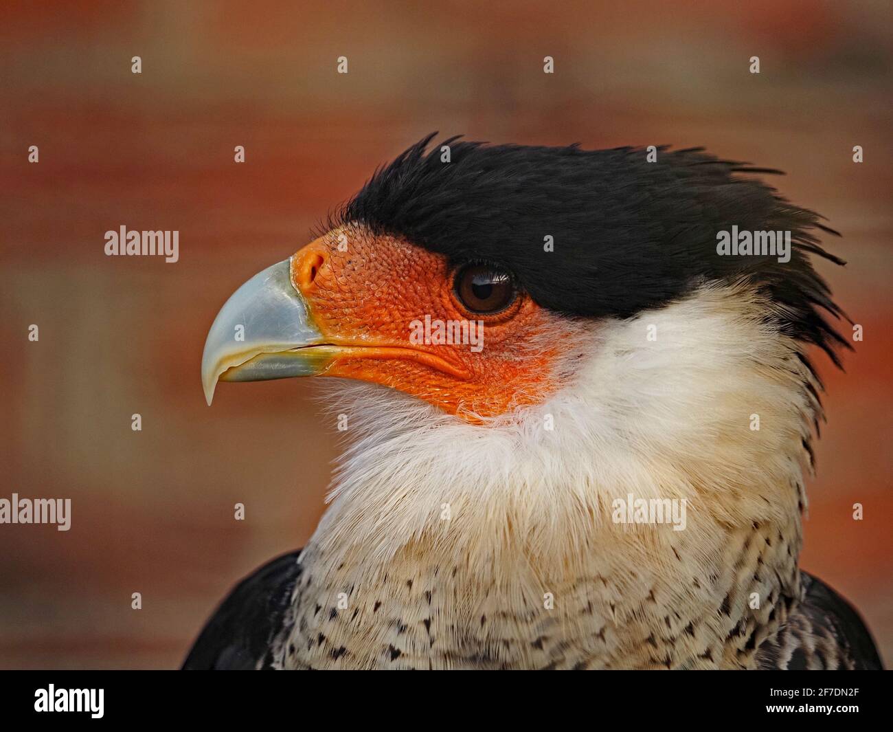 Ritratto facciale dettagliato di Caracara cimata (Caracara plancus) con tappo nero e crera arancione al centro della falconeria Nello Yorkshire Inghilterra Regno Unito Foto Stock