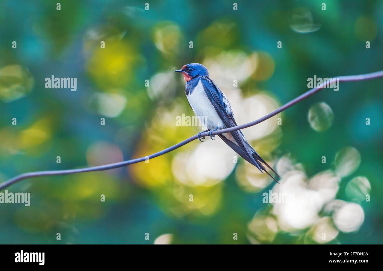 bellissimo uccello seduto su un filo Foto Stock