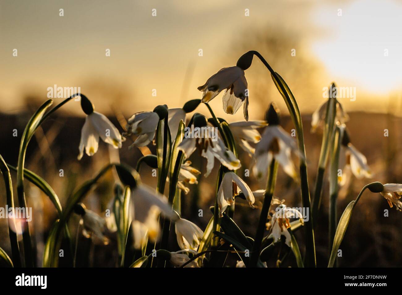 Leucojum vernum chiamato primavera fiocco di neve.primo fiore bianco primavera con verde e giallo marks.Beautiful fiori in fiore al tramonto sfondo sfocato. Foto Stock