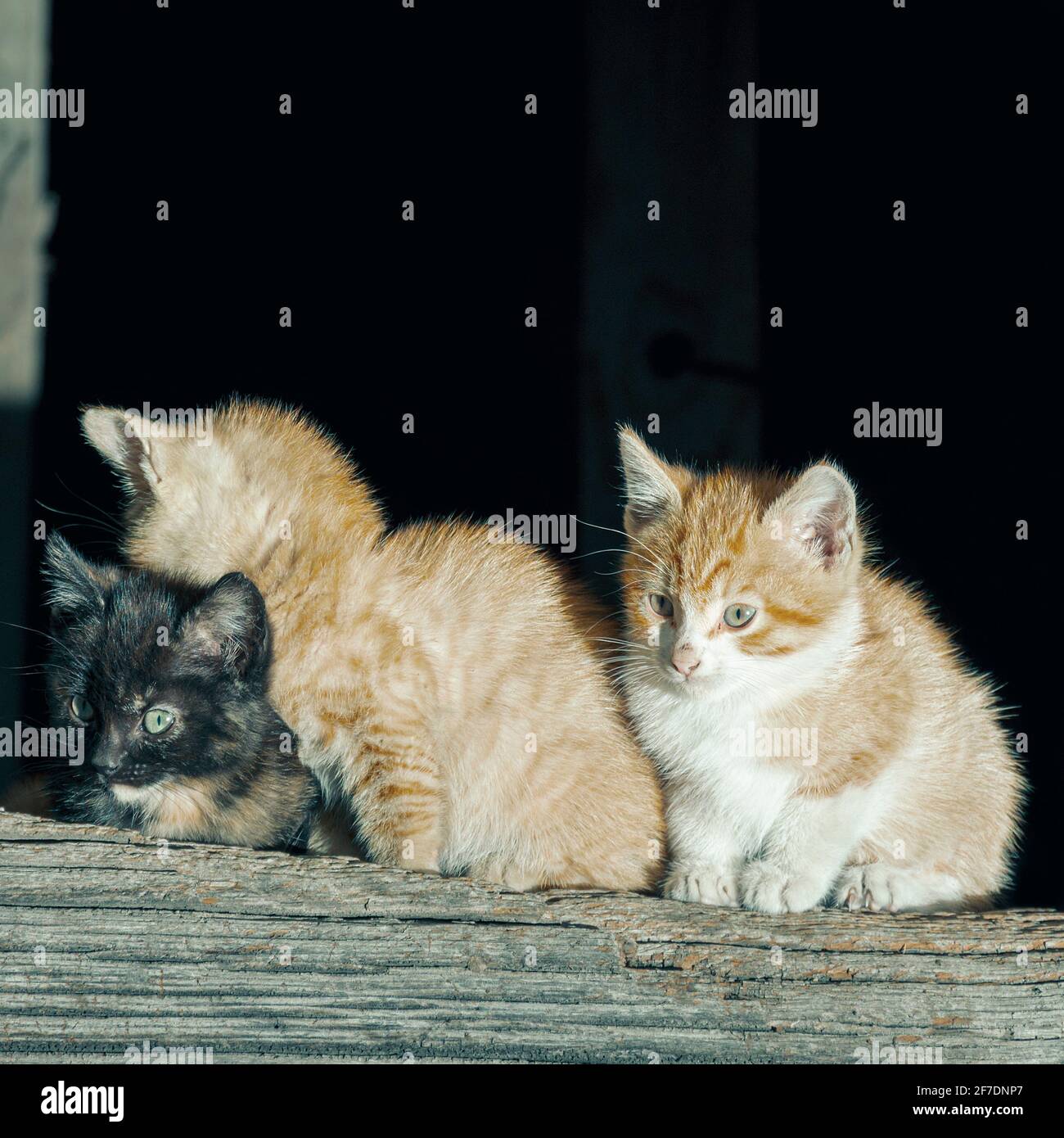 Gatti in una città nel consiglio di aller in Asturie, Spagna. Nella foto ci sono tre gatti, due gatti bianchi e arancioni e un gatto nero. I gatti Foto Stock