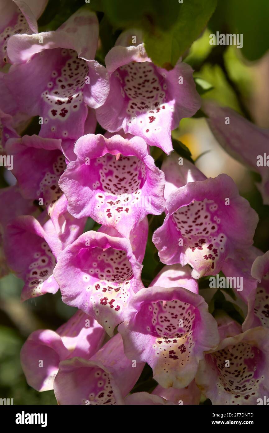 Closeup di fiori rosa di purpurea digitale. Altri nomi sono Foxglove, Foxglove comune e guanto da donna. Immagine verticale. Foto Stock