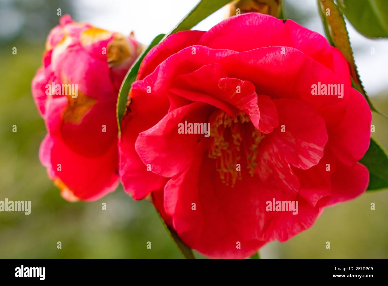 Grandi fiori di camelia rosa su un albero Foto Stock