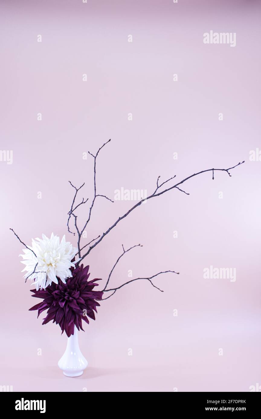 Immagine georgines fiori decorazione ikebana con il ramo di albero su uno sfondo viola chiaro. Immagini i biglietti d'auguri adatti, San Valentino, compleanno Foto Stock