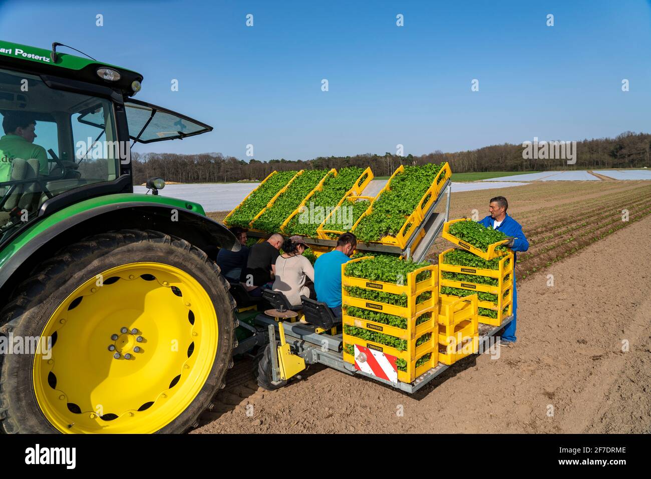 Coltivazioni vegetali, le piante di sedano sono piantate nel campo con una piantatrice, Niederkrüchten, NRW, Germania, Foto Stock