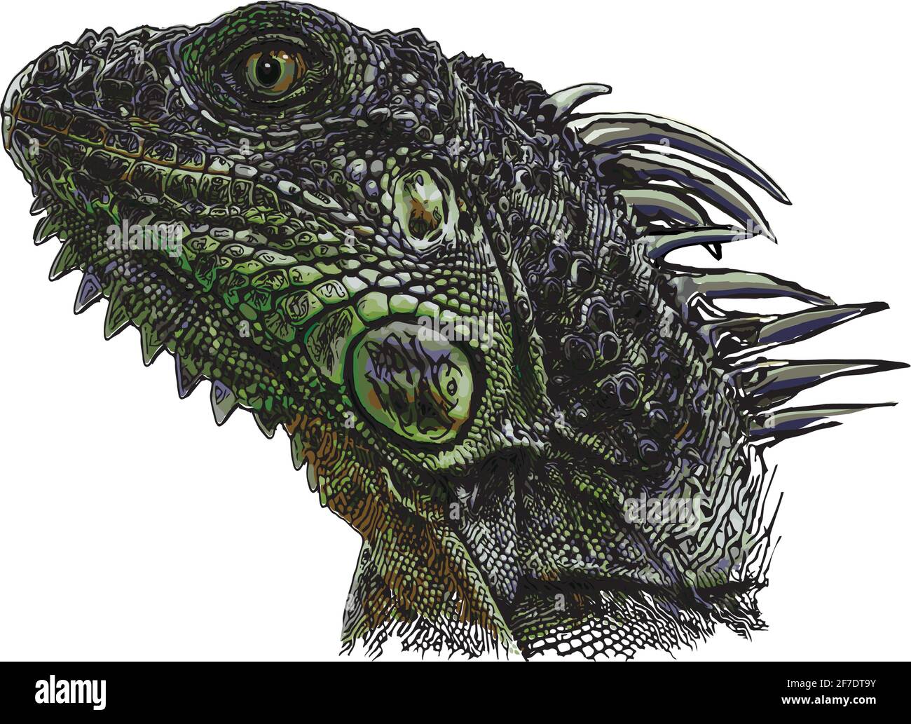 illustrazione vettoriale di iguana verde su sfondo bianco Illustrazione Vettoriale