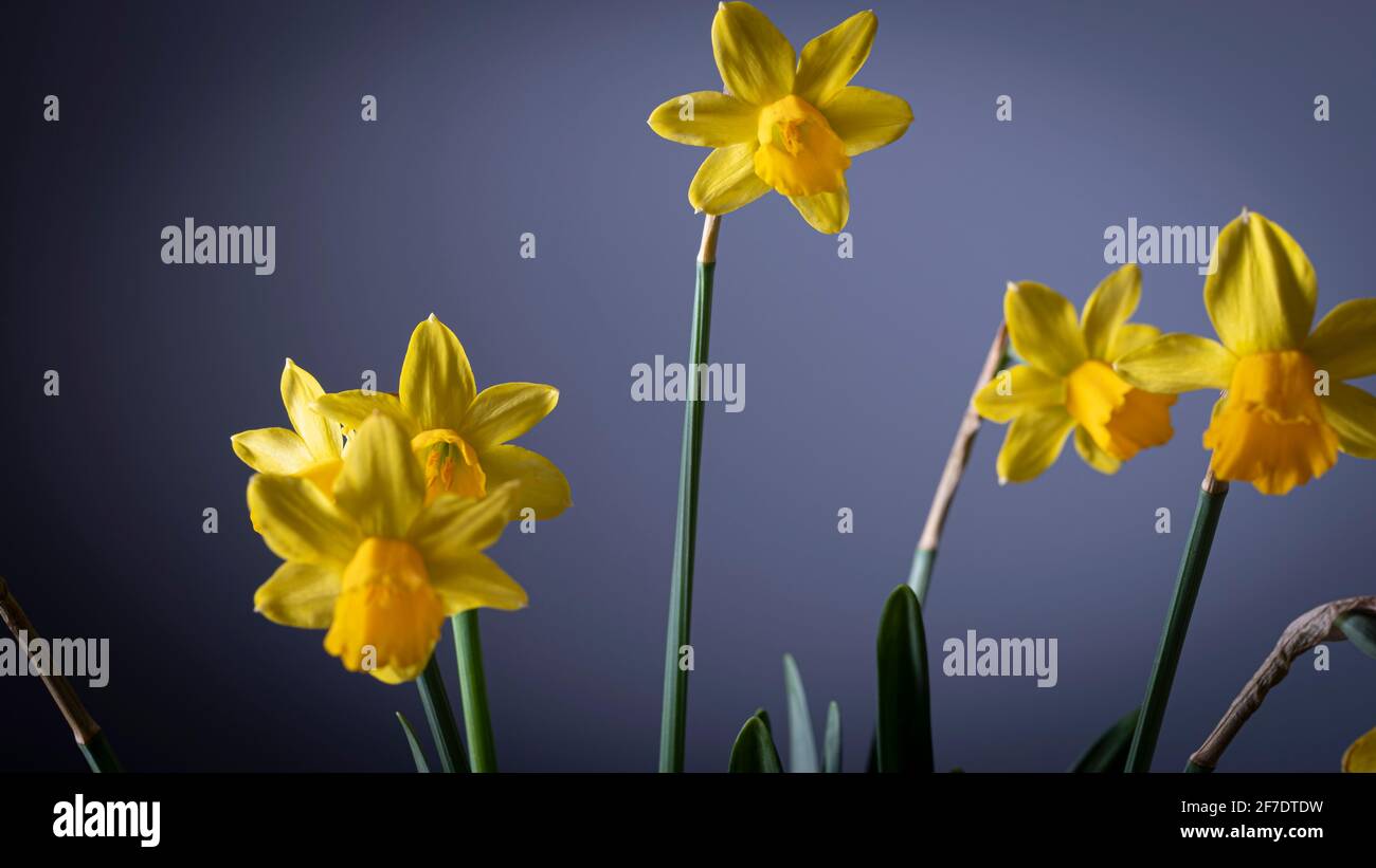 Narciso giallo fiore in fiore bouquet su sfondo blu Foto Stock