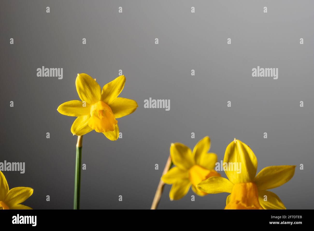 Narciso giallo fiore in fiore isolato su un solido grigio sfondo Foto Stock