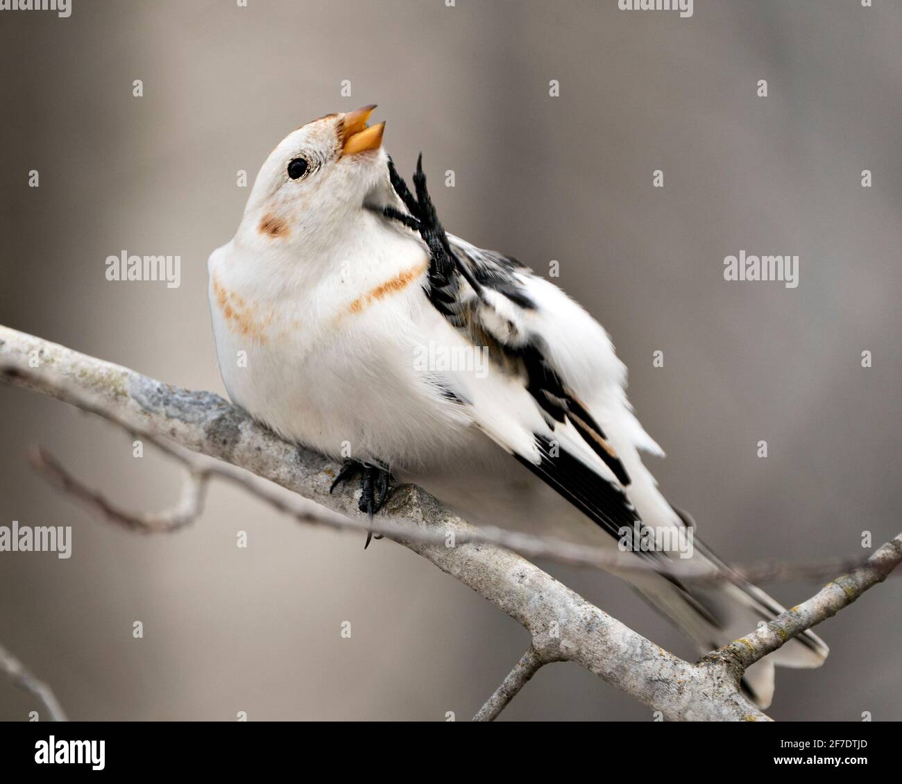 Vista ravvicinata di Bunting Bird, appollaiata su un ramo di albero e graffiando il collo e il becco aperto nel suo ambiente e habitat con uno sfondo sfocato. Foto Stock