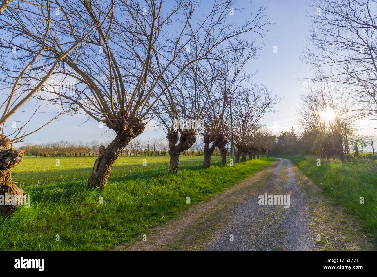 Una strada di controviale tipica del Friuli con alberi di gelso Foto Stock