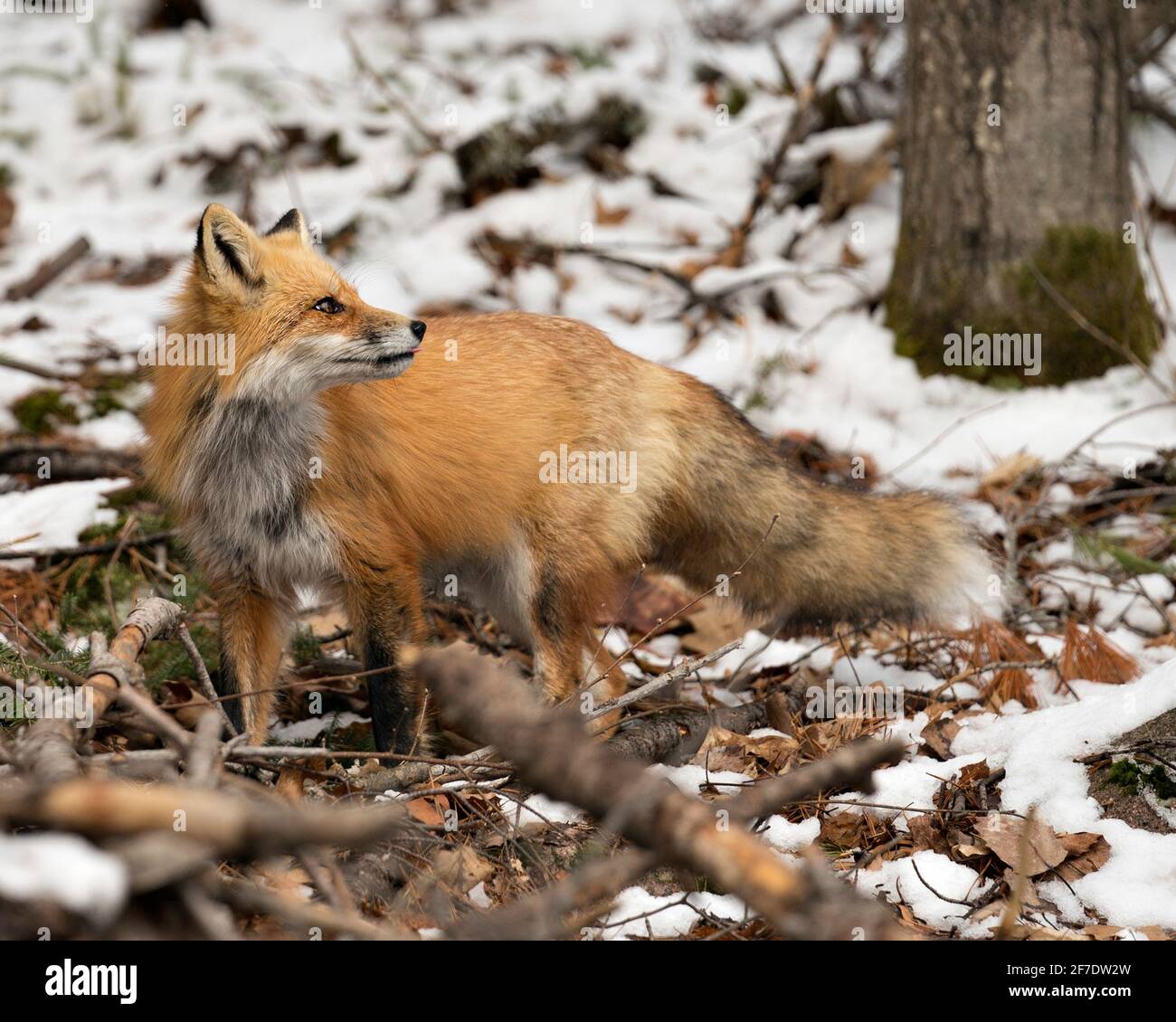 Vista del profilo di Red Fox in primo piano nella stagione invernale con sfondo di neve sfocata e godendo il suo ambiente e habitat. Immagine FOX. Immagine. Verticale. Foto Stock