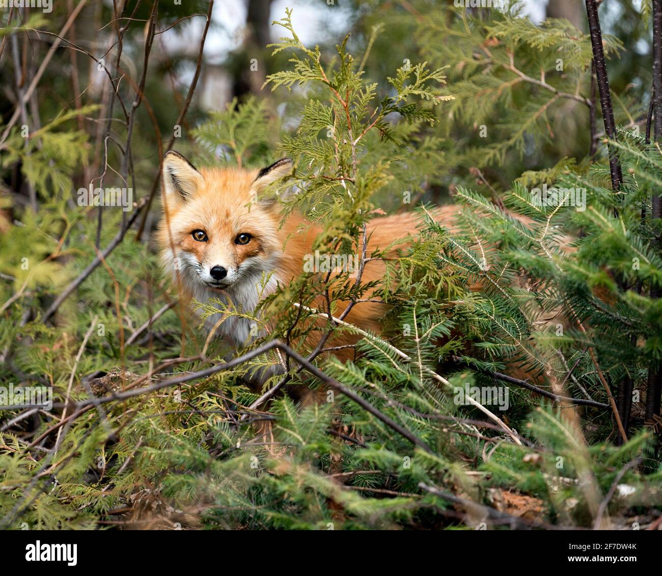 Vista ravvicinata della testa di Red Fox guardando la telecamera con alberi di conifere in primo piano nel suo ambiente e habitat. Colpo di testa. Immagine. Verticale. F Foto Stock