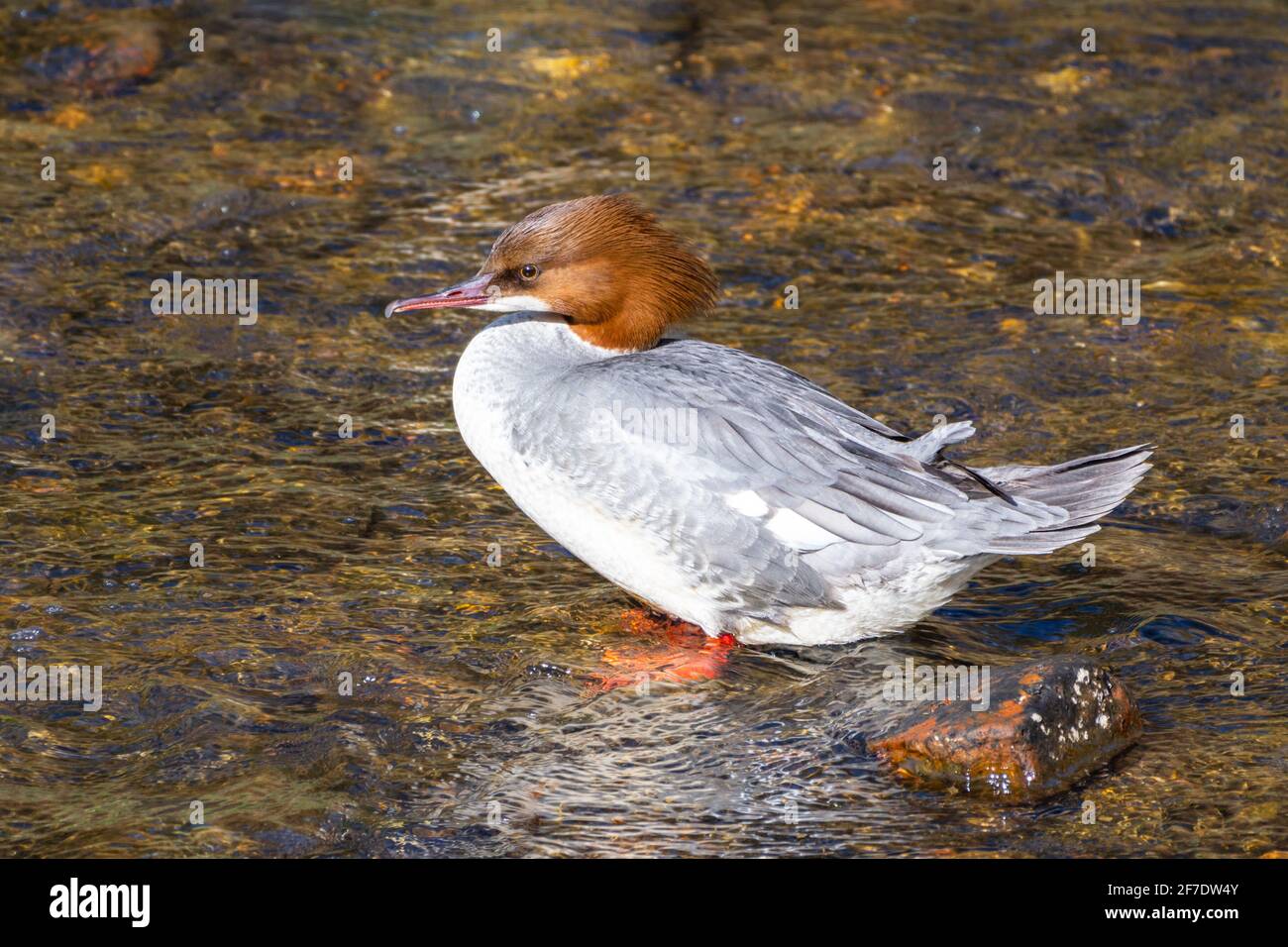 Femmina comune Merganser o Goosander ander anatra (Mergus Merganser) arroccato in un fiume, Regno Unito Foto Stock