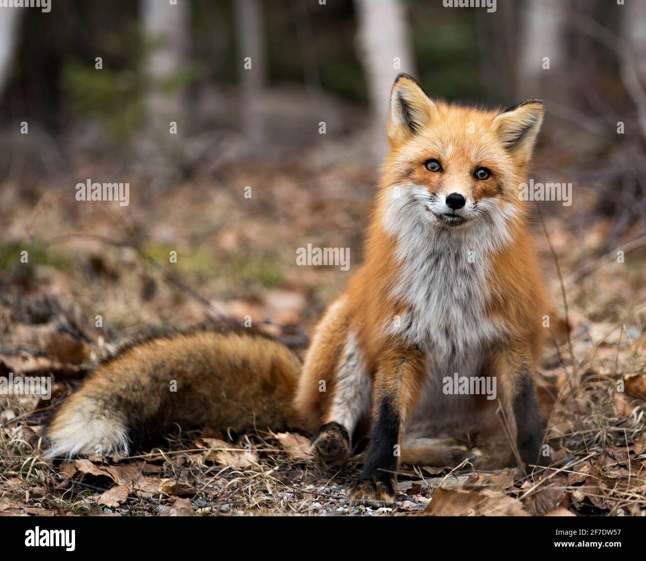 Red Fox Photo Stock. Immagine FOX. Primo piano vista del profilo guardando la fotocamera nella stagione primaverile con uno sfondo sfocato alberi di betulla nel suo ambiente e. Foto Stock