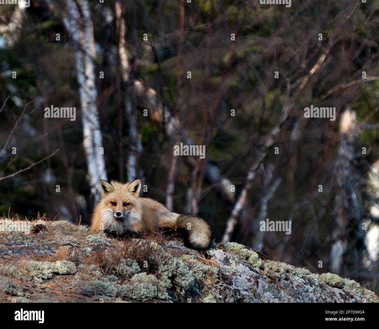 Red Fox adagiato su una roccia muschio con sfondo sfocato nel suo ambiente e habitat che mostra coda di volpe, pelliccia. Immagine FOX. Immagine. Verticale. Foto. Foto Stock