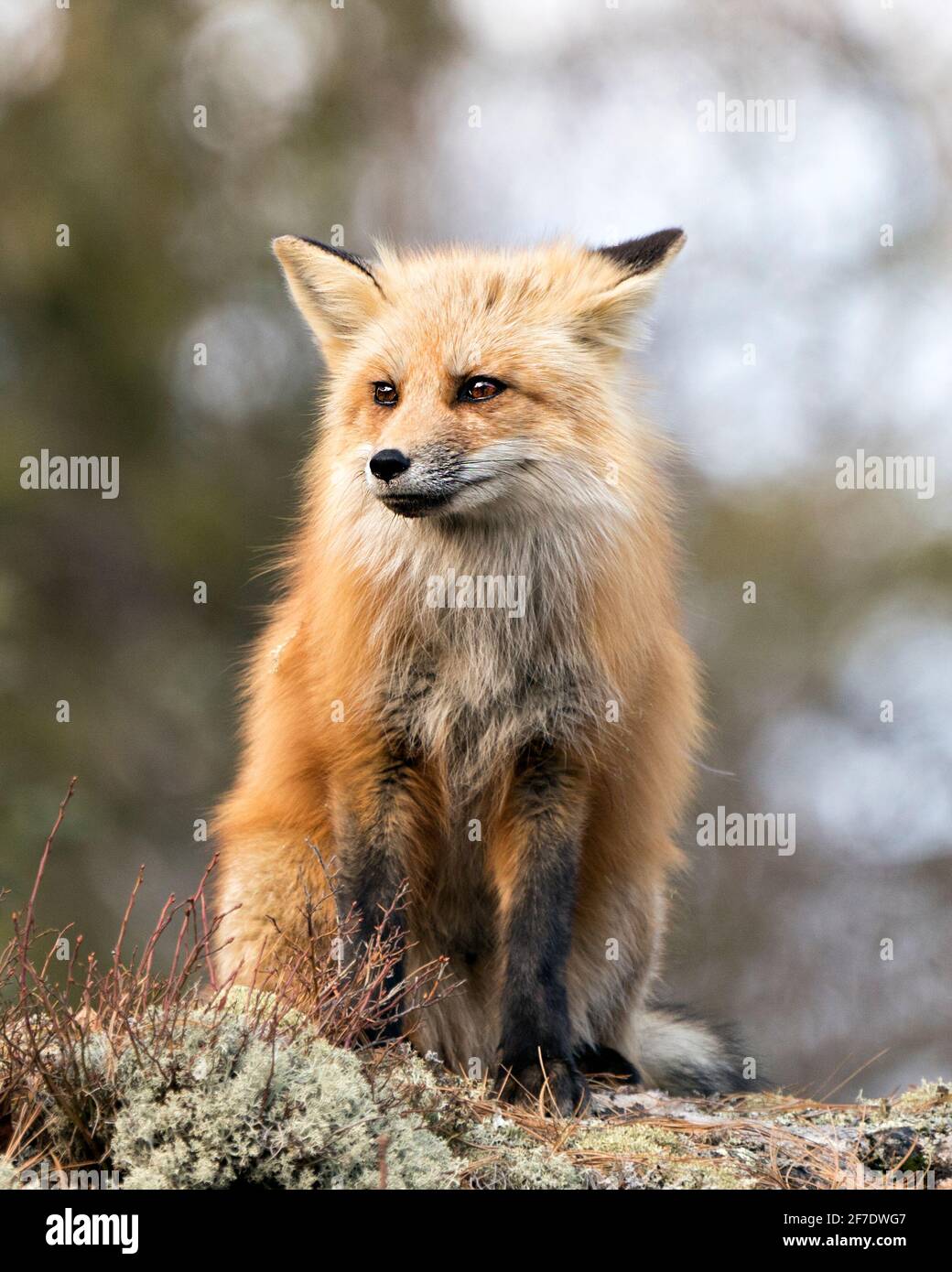 Red Fox Photo Stock. Immagine FOX. Vista del profilo ravvicinata, adagiato sulle foglie marroni nella stagione primaverile con uno sfondo sfocato nel suo ambiente. Foto Stock