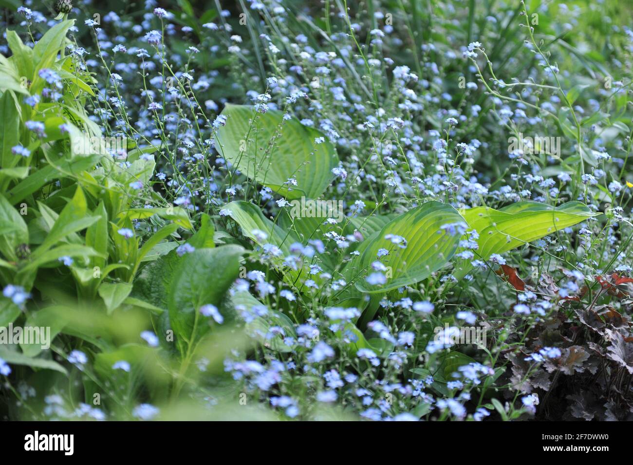Variegata Hosta Gold Standard in un fiore di primavera con un blu Forgeering Forget-me-Not (Myosotis sylvatica) nel mese di maggio Foto Stock