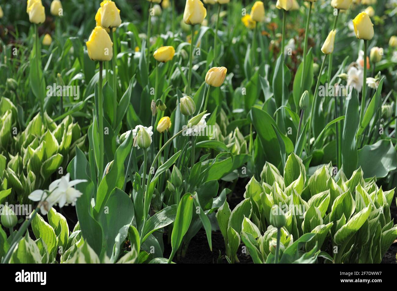 Osta variegata in un letto di fiori primaverili con tulipani gialli (Tulipa) Foto Stock