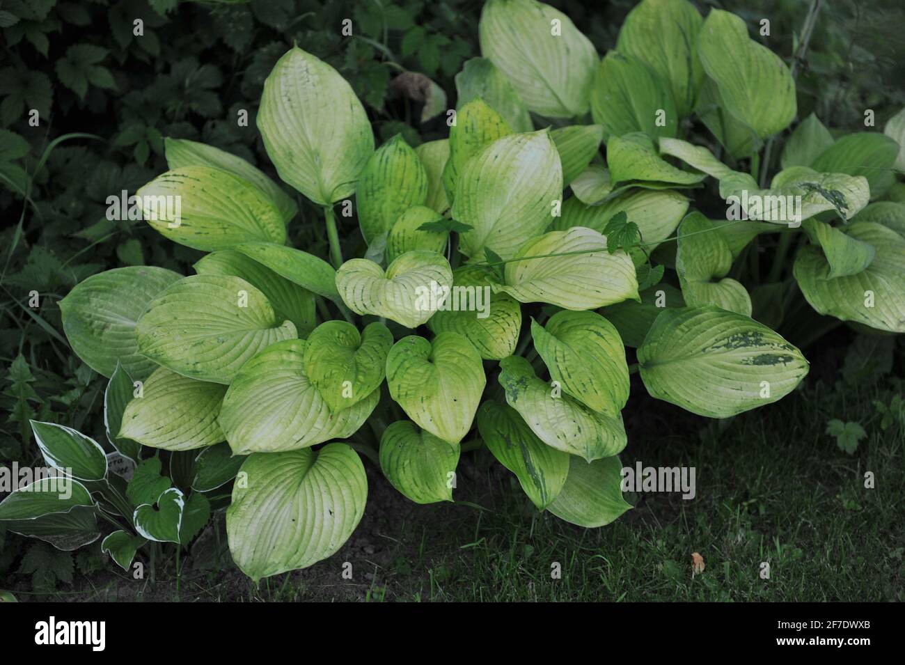 Fogliame di un'Hosta, danneggiato dal virus Hosta, in un giardino nel mese di luglio Foto Stock