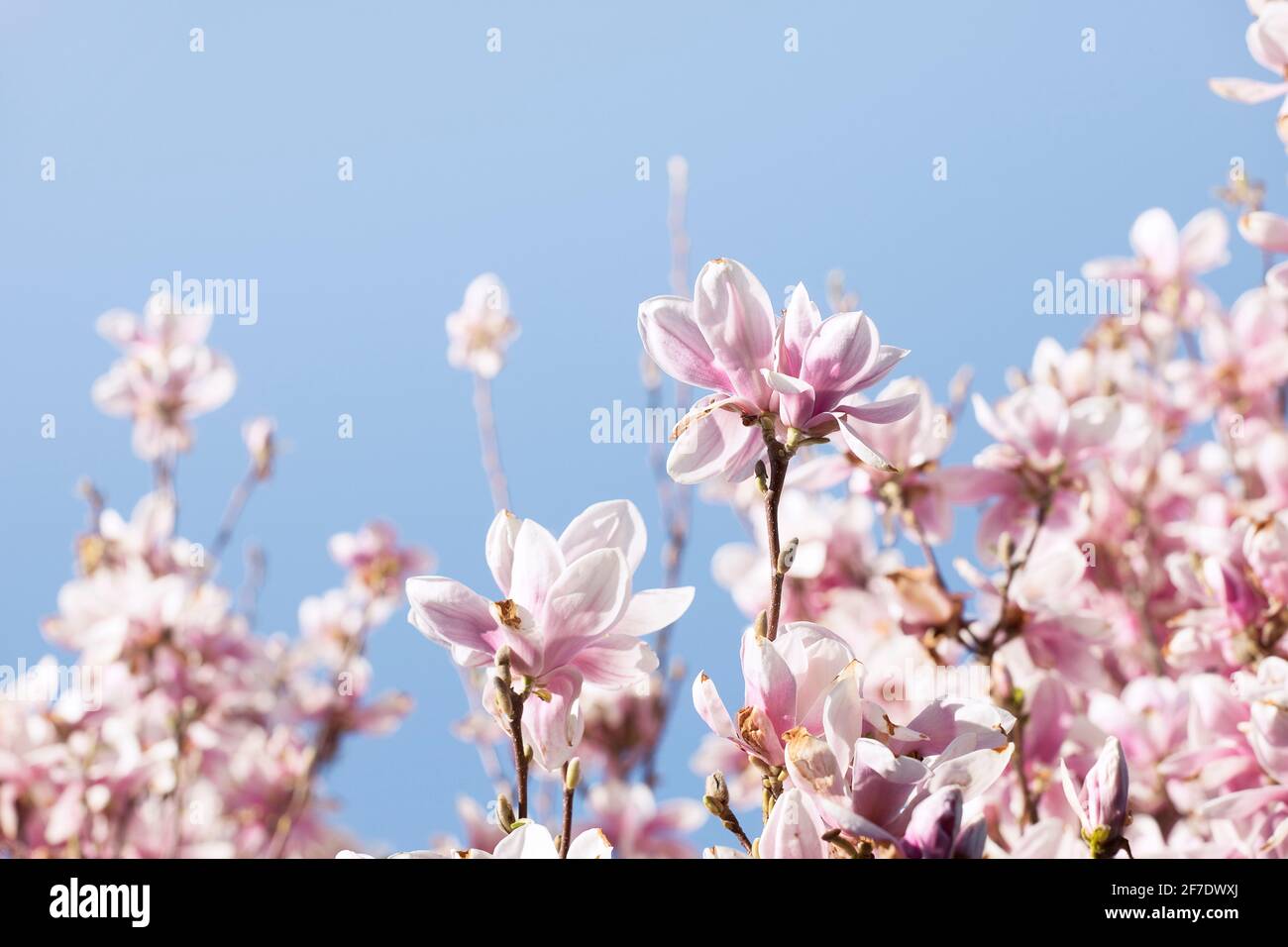 Magnolia ramo, fiori rosa primo piano. Fioritura, pernici alberi in fiore,  romantici colori pastello, sfondo blu del cielo Foto stock - Alamy