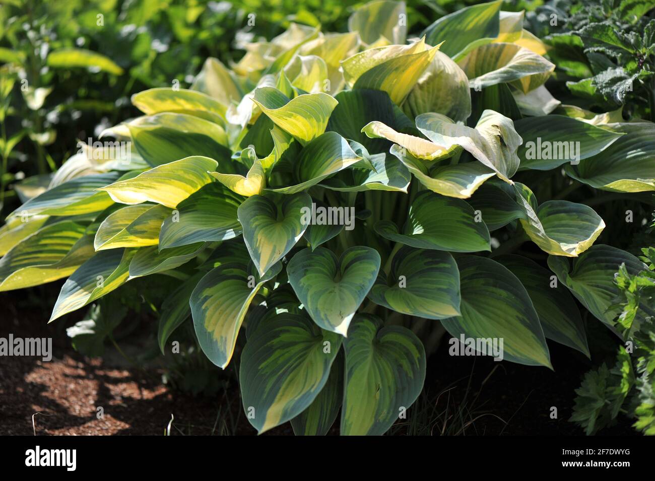 Fogliame di Hosta giugno, distrutto dal gelo ritardato in un giardino nel mese di maggio Foto Stock