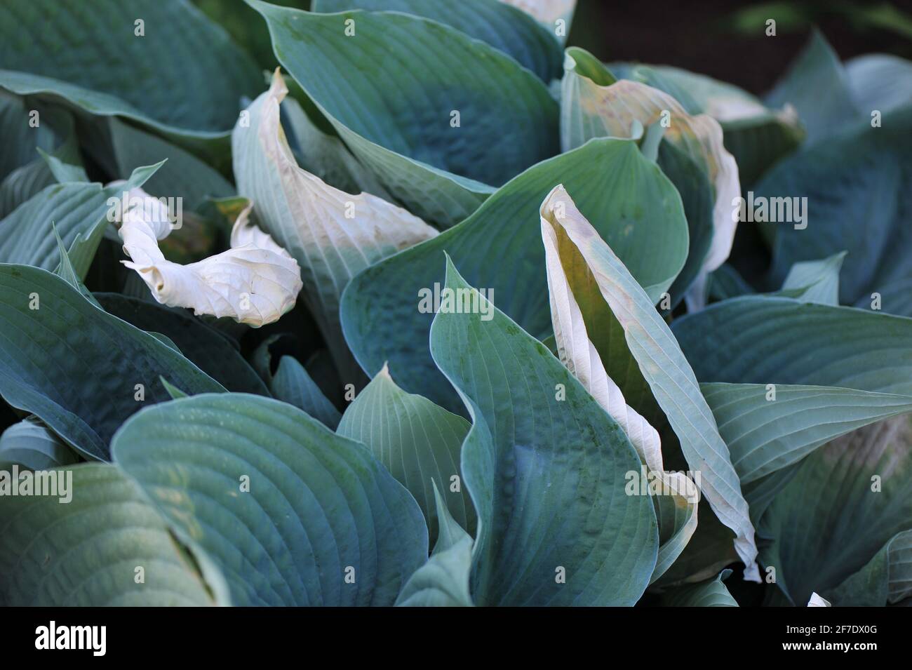 Fogliame di OHosta Blue Angel, distrutto dal gelo tardivo in un giardino a maggio Foto Stock