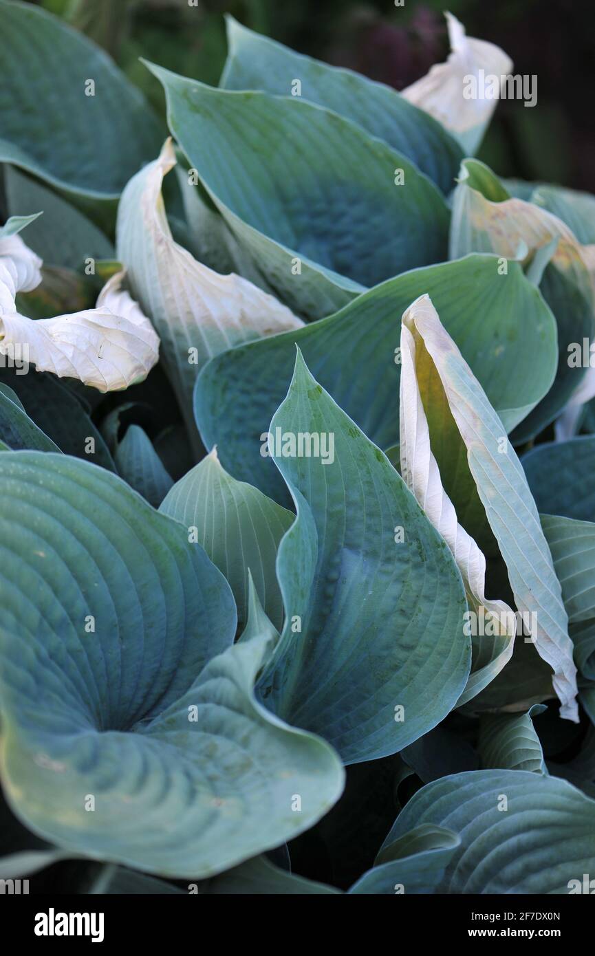Fogliame di OHosta Blue Angel, distrutto dal gelo tardivo in un giardino a maggio Foto Stock
