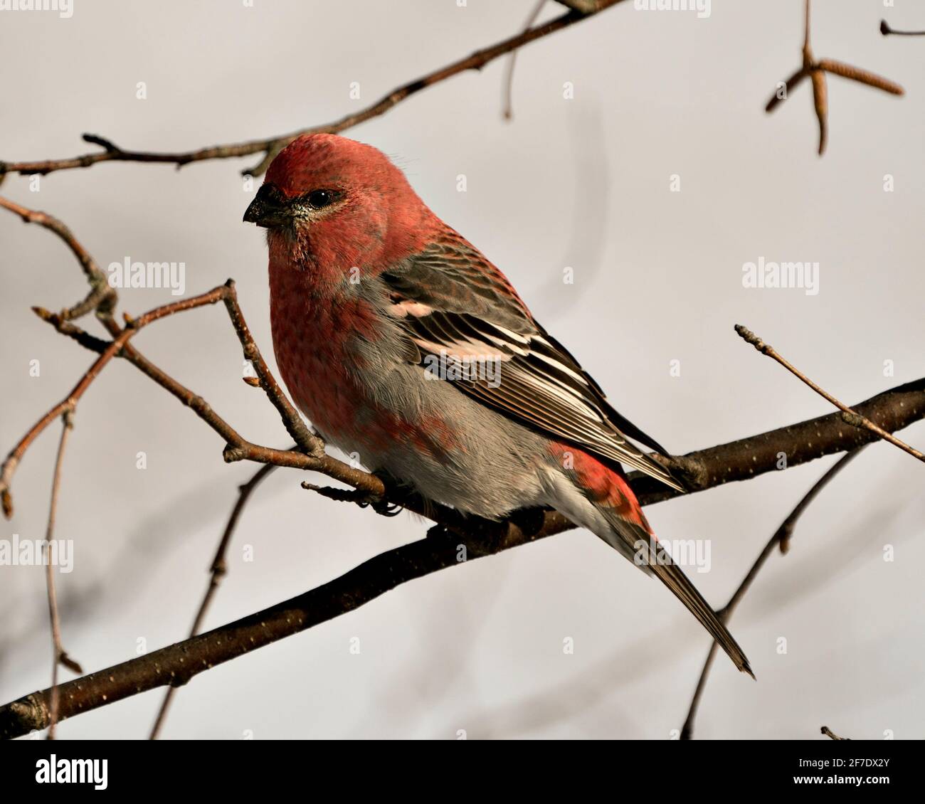 Vista ravvicinata del profilo di Pine Grossbeak, arroccata con uno sfondo sfocato nel suo ambiente e habitat. Immagine. Immagine. Verticale. Pho. Stock Pino Grossbeak Foto Stock