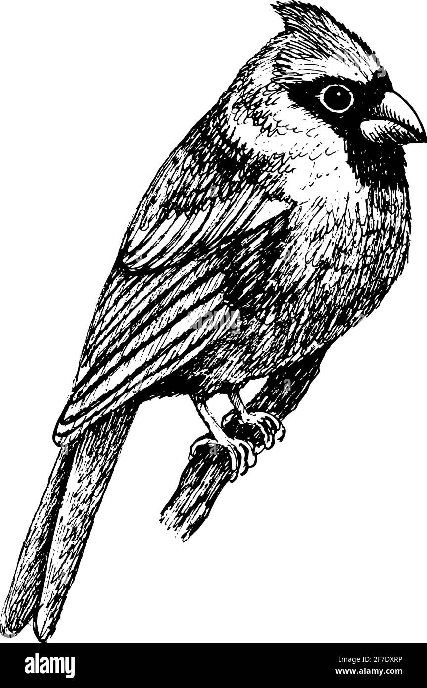 Uccello cardinale settentrionale - illustrazione in bianco e nero. Schizzo di inchiostro realistico di uccello tropicale. Disegno a linee. Illustrazione vettoriale in bianco e nero Illustrazione Vettoriale