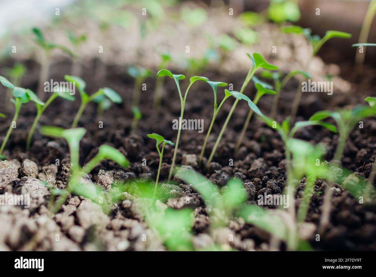 Coltivando cavolo e piantine di pomodoro in pentole a casa. Stagione di giardinaggio di primavera. Agricoltura e agricoltura. Foto Stock