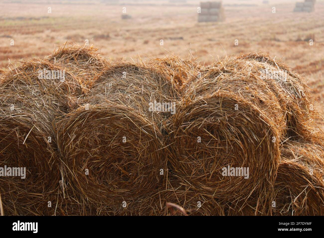 fasci di paglia di risone dopo il campo raccolto Foto Stock