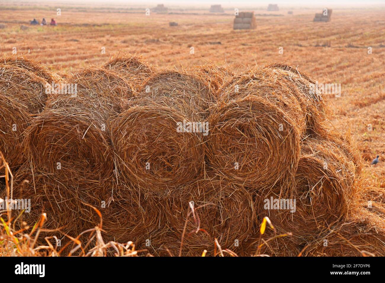 fasci di paglia di risone dopo il campo raccolto Foto Stock