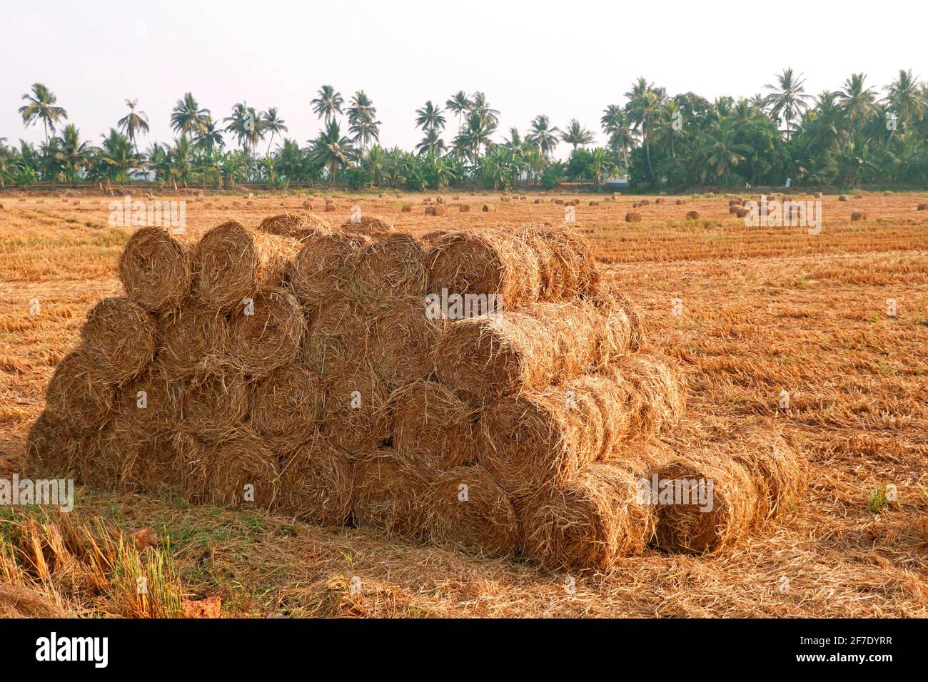 fasci di paglia di risone dopo il campo raccolto Foto Stock