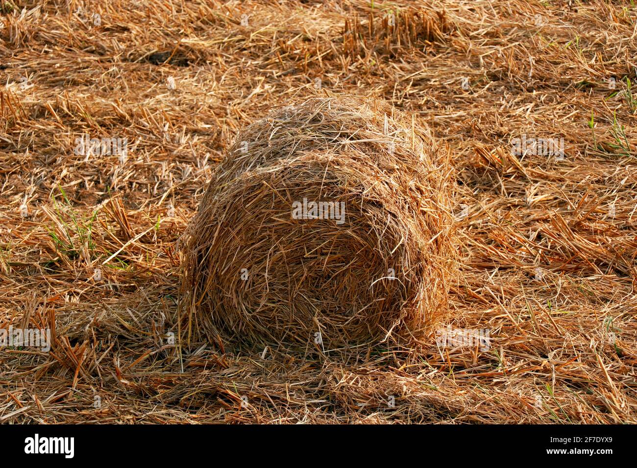 fasci di paglia di risone dopo il campo raccolto Foto Stock