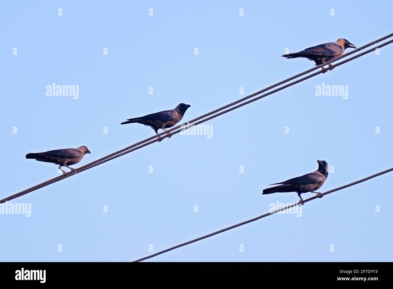 gruppo di uccelli corvo sono seduti su una linea elettrica Foto Stock