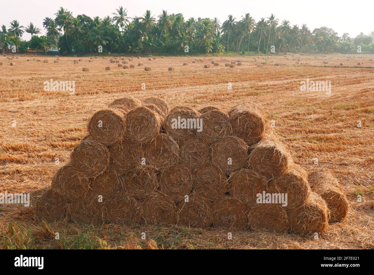 fasci di paglia di risone dopo il campo raccolto Foto Stock