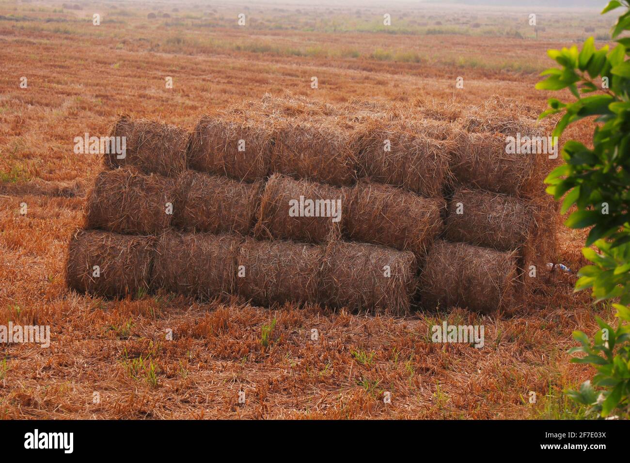 fasci di paglia di risone dopo il campo raccolto Foto Stock