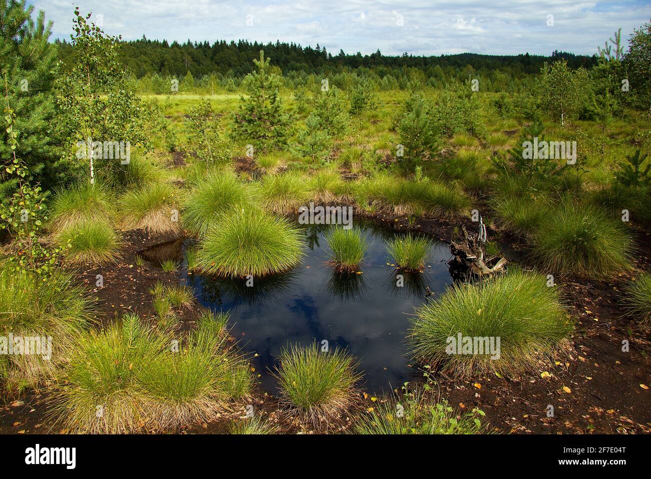 Torba Borkovická blata nel Parco Nazionale Šumava, Czechia Foto Stock