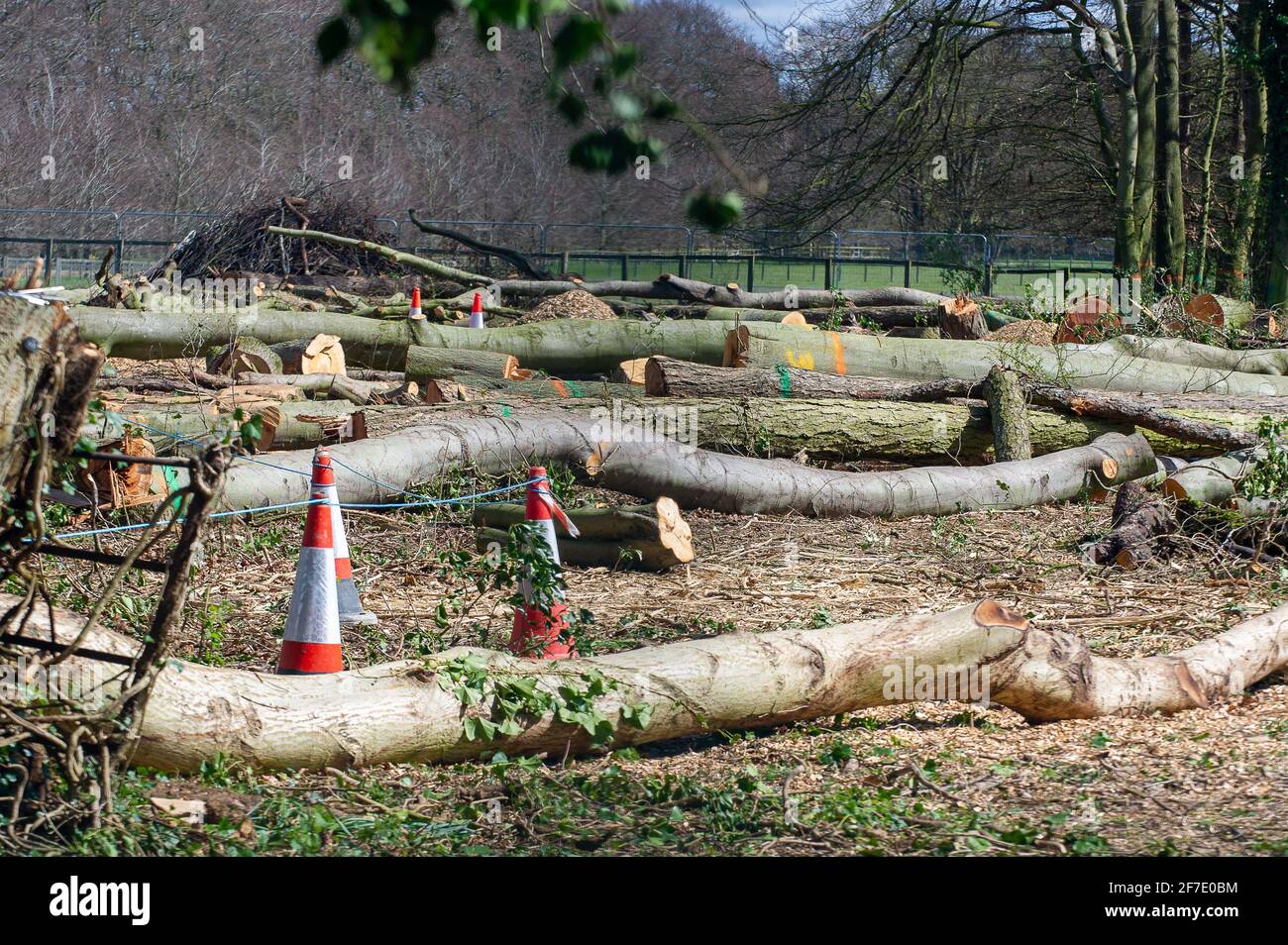 Aylesbury vale, Regno Unito. 6 aprile 2021. Gli alberi abbattuti si posano sul terreno causato dalle motoseghe di HS2. HS2 sono tornati alla Road Barn Farm ad Aylesbury vale vicino a Wendover oggi pronti a mettere gli alberi abbattuto attraverso una sipper di legno. I locali e gli ambientalisti sono furiosi circa la divestazione che HS2 sta causando ai Chilterns che è un AONB. La ferrovia ad alta velocità 2 da Londra a Birmingham ha un enorme impatto negativo sulla fauna selvatica e l'ambiente. Credito: Maureen McLean/Alamy Foto Stock
