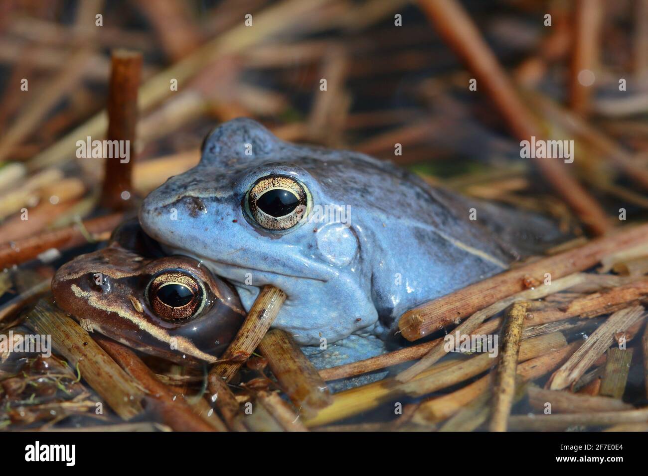 rana di moor (Rana arvalis) coppia in amplexus in habitat naturale Foto Stock