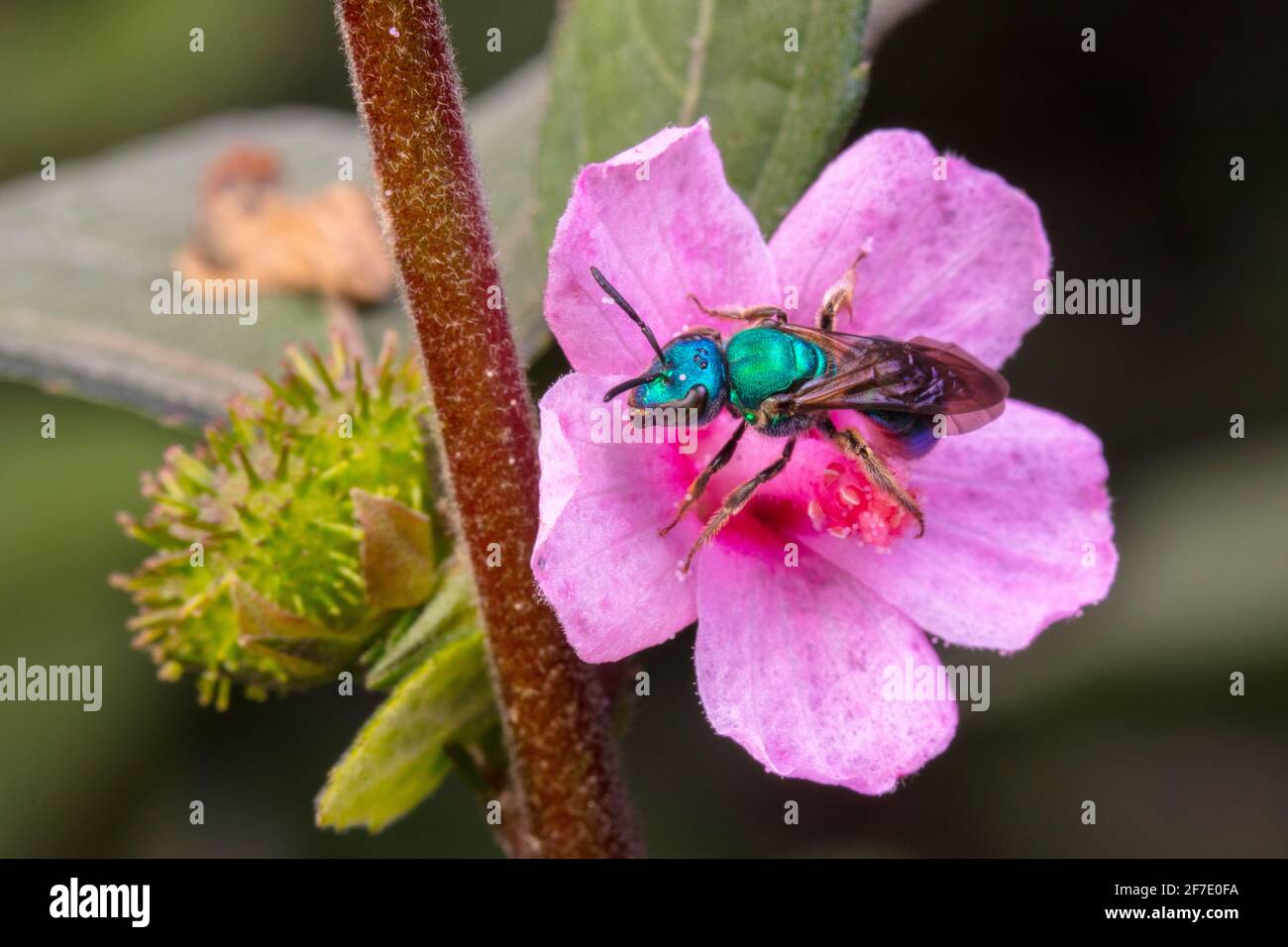 Una bee di Sweat, Augochlora sp, foraging sulle erbacce di Cesare. Foto Stock